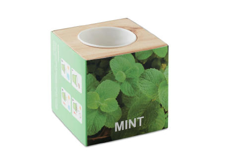 Maceta con semillas de menta