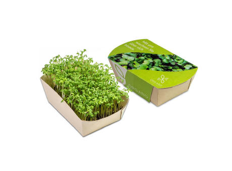 Microgreens-Gärtchen - Kresse