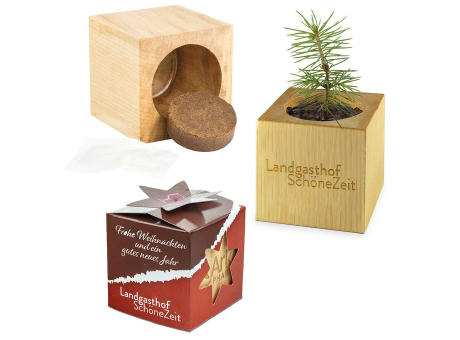 Pflanz-Holz Star-Box Xmas mit Fichtensamen - Fichte