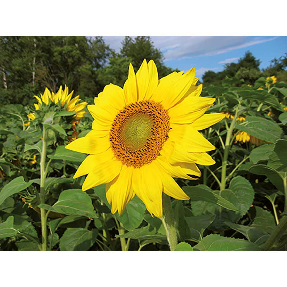 Wellkarton-Pflanzwürfel Mini mit Samen - Sonnenblume