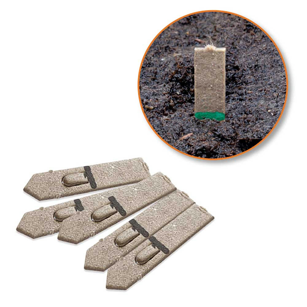 Samen-Stick - Fichte