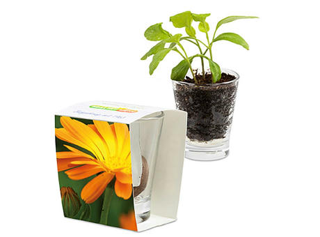 Caffeino-Glas mit Samen - Ringelblume