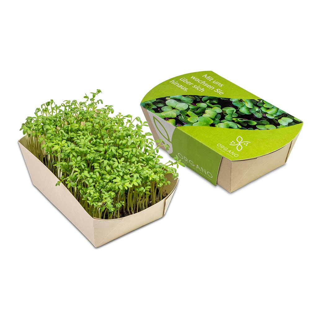 Microgreens-Gärtchen - Kresse