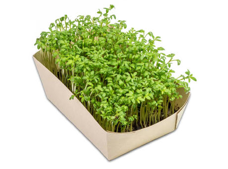 Microgreens-Gärtchen - Kresse