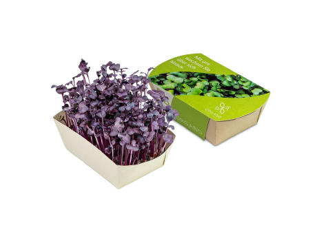 Microgreens-Gärtchen - Radies Sango