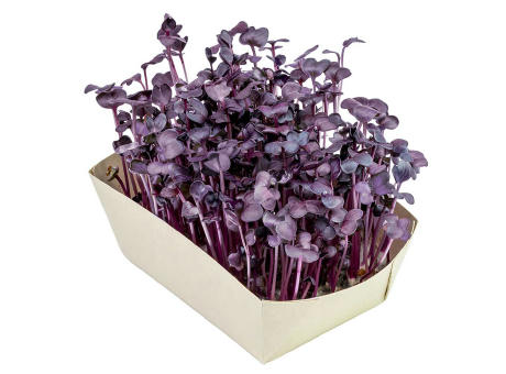 Microgreens-Gärtchen - Radies Sango