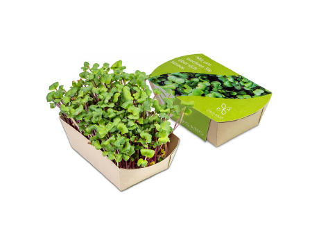 Microgreens-Gärtchen - Rettich China Rose