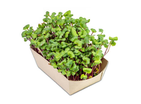 Microgreens-Gärtchen - Rettich China Rose