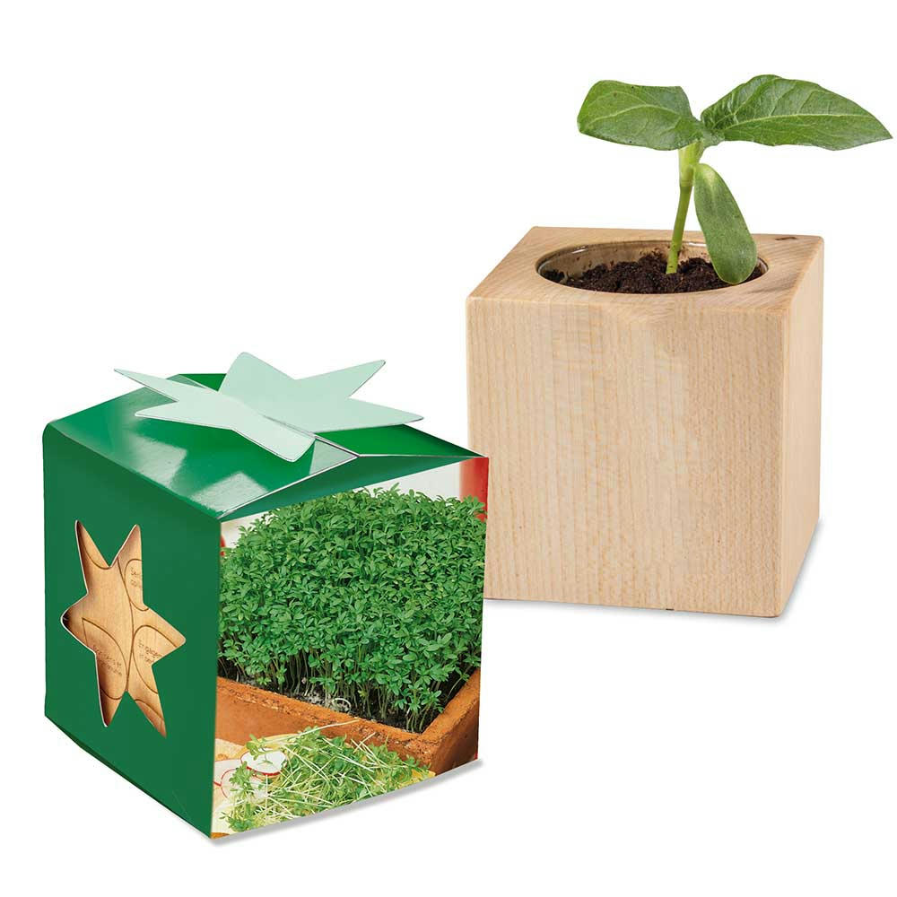 Pflanz-Holz Star-Box mit Samen - Gartenkresse, 2 Seiten gelasert