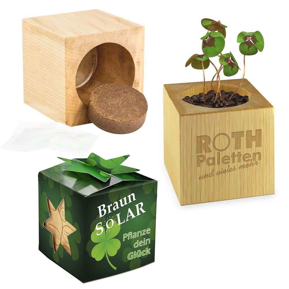 Pflanz-Holz Star-Box mit Samen - Glücksklee-Zwiebel (* Je nach Verfügbarkeit der Glücksklee-Zwiebeln)