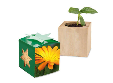 Pflanz-Holz Star-Box mit Samen - Ringelblume, 1 Seite gelasert