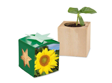 Pflanz-Holz Star-Box mit Samen - Sonnenblume, 1 Seite gelasert