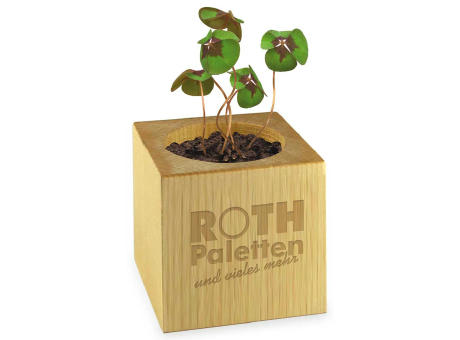 Pflanz-Holz Star-Box mit Samen - Glücksklee-Zwiebel, 1 Seite gelasert (* Je nach Verfügbarkeit der Glücksklee-Zwiebeln)