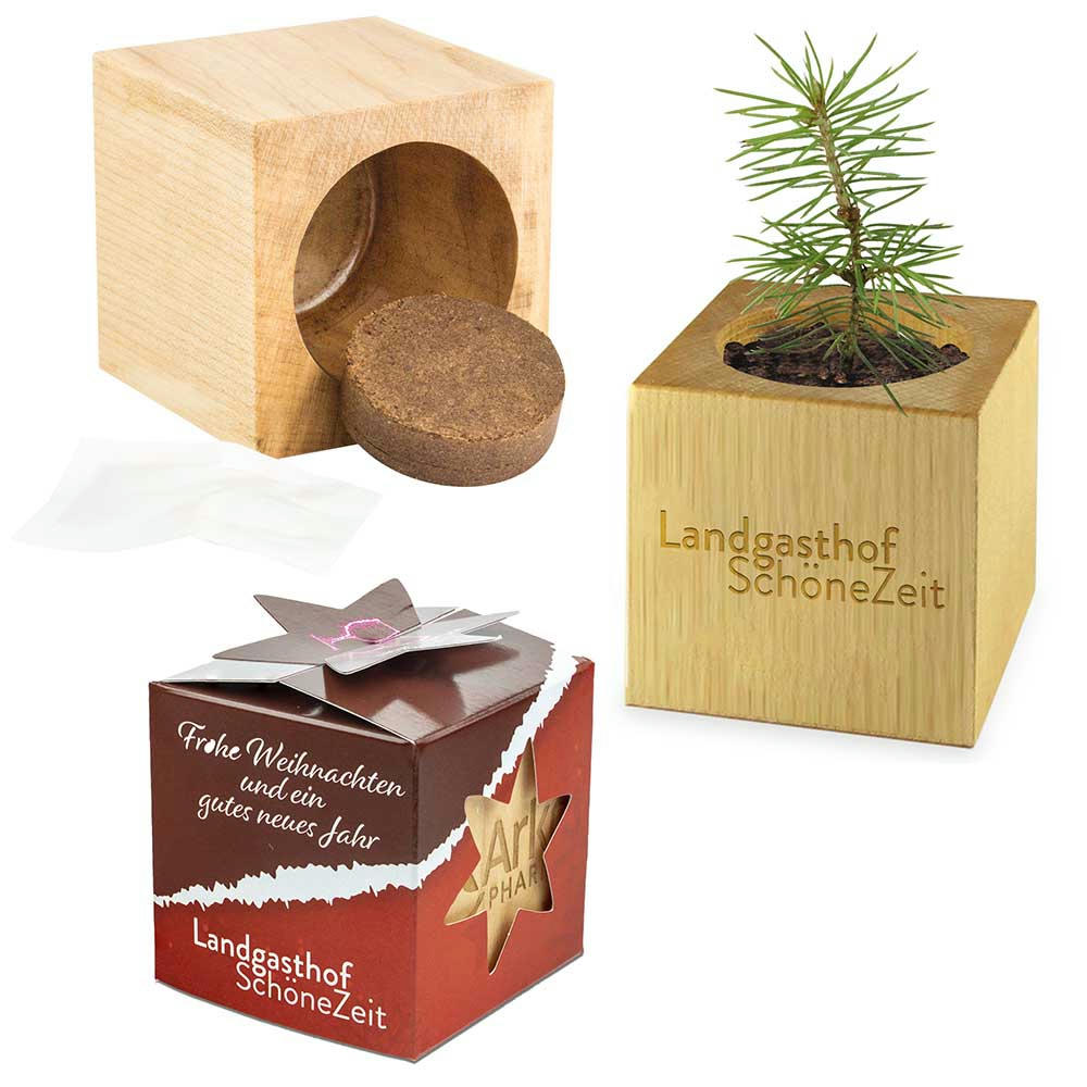 Pflanz-Holz Star-Box Xmas mit Fichtensamen - Fichte