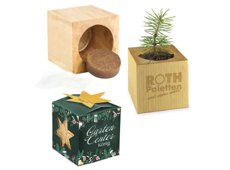 Pflanz-Holz Maxi Star-Box Xmas mit Fichtensamen - Fichte