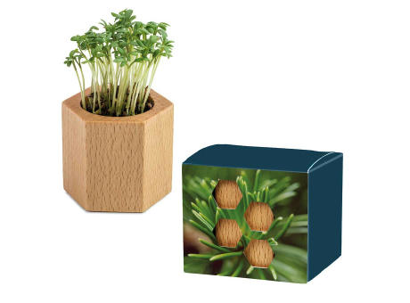 Pflanz-Holz Hexagon mit Samen - Fichte