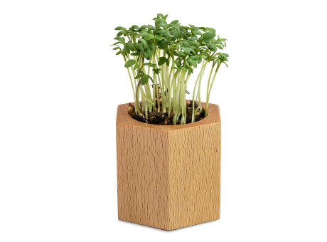 Pflanz-Holz Hexagon mit Samen - Fichte