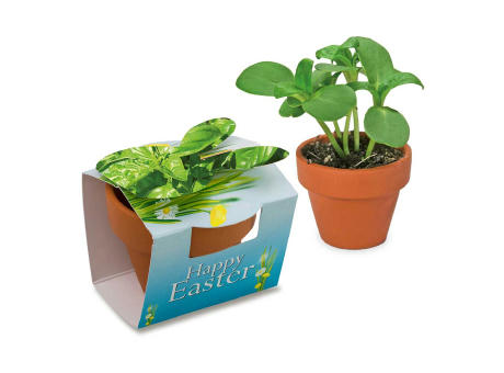 Tontöpfchen-Hase mit Samen - Basilikum