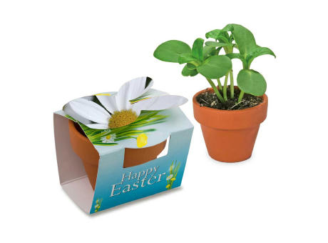 Tontöpfchen-Hase mit Samen - Margerite