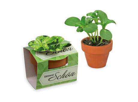 Tontöpfchen-Blume mit Samen - Basilikum