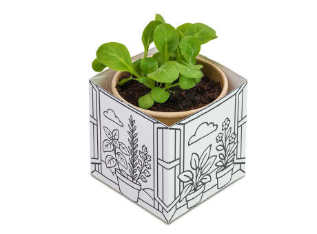 Color & Grow House - Ostern - Petersilie