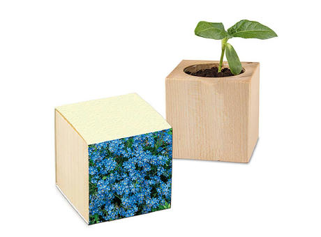 Pflanz-Holz mit Samen (Graspapier-Banderole) - Vergissmeinnicht