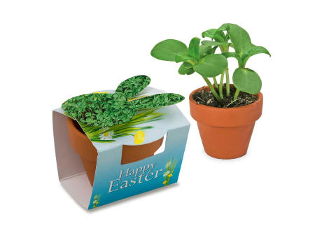 Tontöpfchen-Hase mit Samen - Gartenkresse