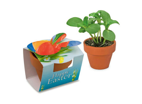 Tontöpfchen-Hase mit Samen - Gewürzpaprika