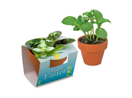 Tontöpfchen-Hase mit Samen - Kräutermischung