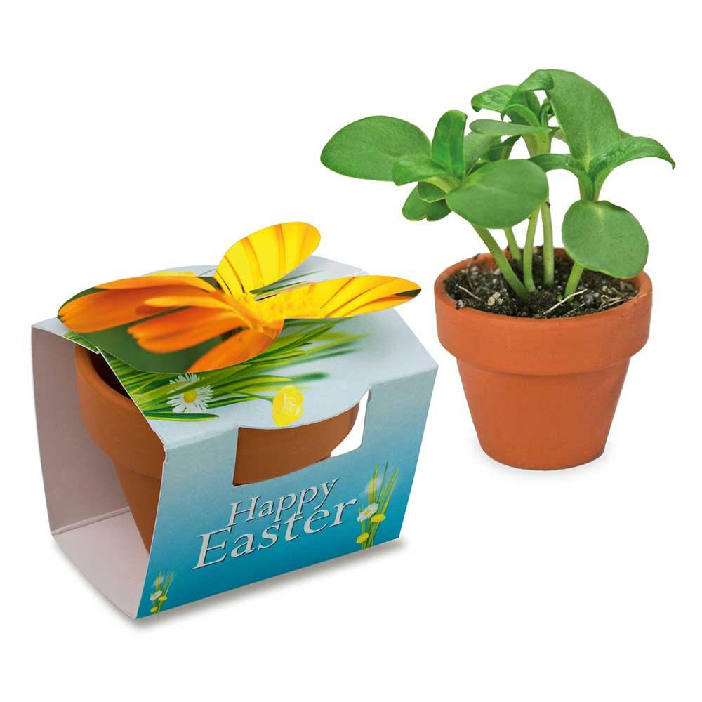 Tontöpfchen-Hase mit Samen - Ringelblume