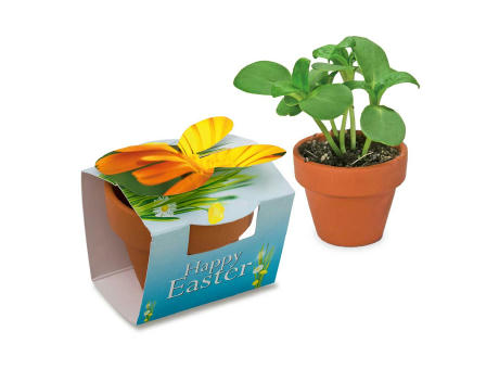 Tontöpfchen-Hase mit Samen - Ringelblume