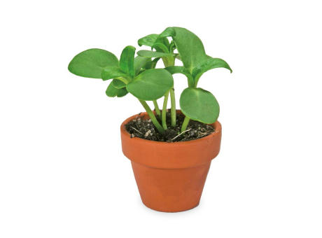 Tontöpfchen-Hase mit Samen - Ringelblume