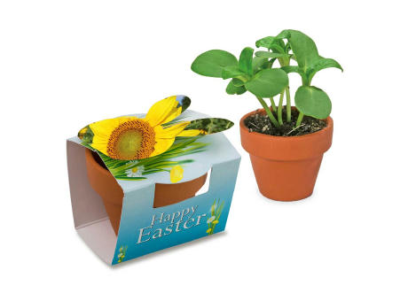 Tontöpfchen-Hase mit Samen - Sonnenblume