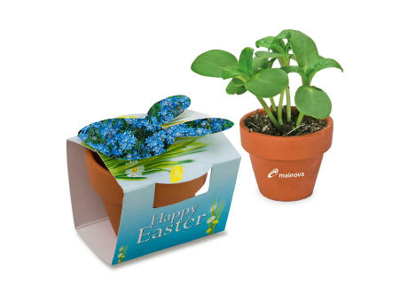 Tontöpfchen-Hase mit Samen - Vergissmeinnicht inkl. Tampondruck