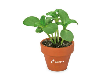 Tontöpfchen-Hase mit Samen - Eierbaumsamen inkl. Tampondruck