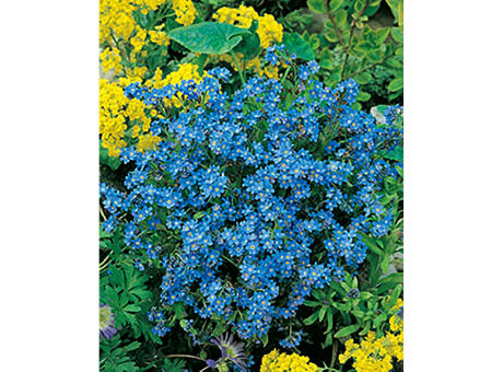 pampasgras im vorgarten Pampasgras: Alles zum Pflanzen & Pflegen Color:Green Jasper