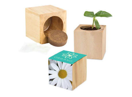Pflanz-Holz Maxi mit Samen - Margerite, 1 Seite gelasert