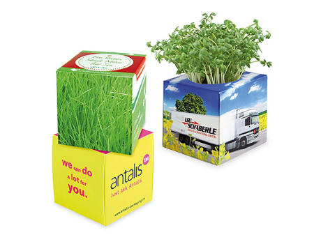 Pflanz-Würfel 2.0 mit Samen - Gras