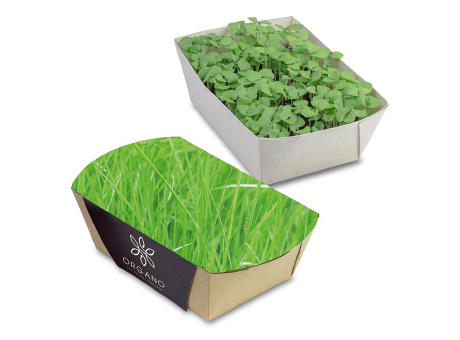 Pflanz-Schale mit Samen - Gras