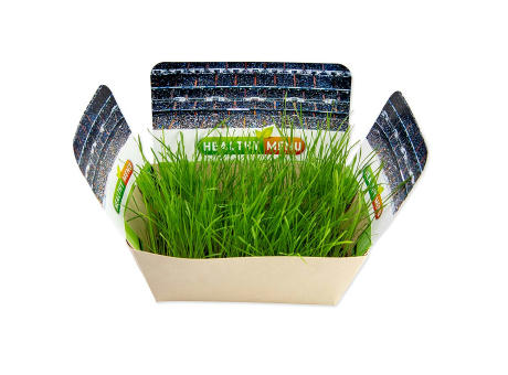 Pflanzodrom mit Samen - Gras