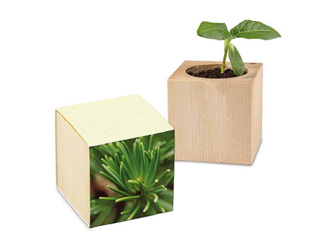 Pflanz-Holz mit Samen (Graspapier-Banderole) - Fichte