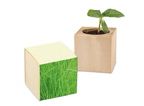 Pflanz-Holz mit Samen (Graspapier-Banderole) - Gras