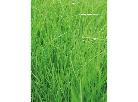 Pflanz-Fässchen mit Samen - Gras