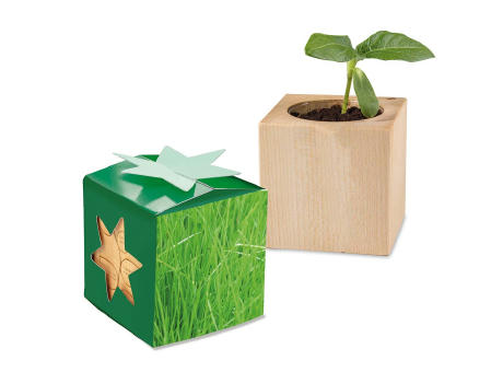 Pflanz-Holz Star-Box mit Samen - Gras, 1 Seite gelasert