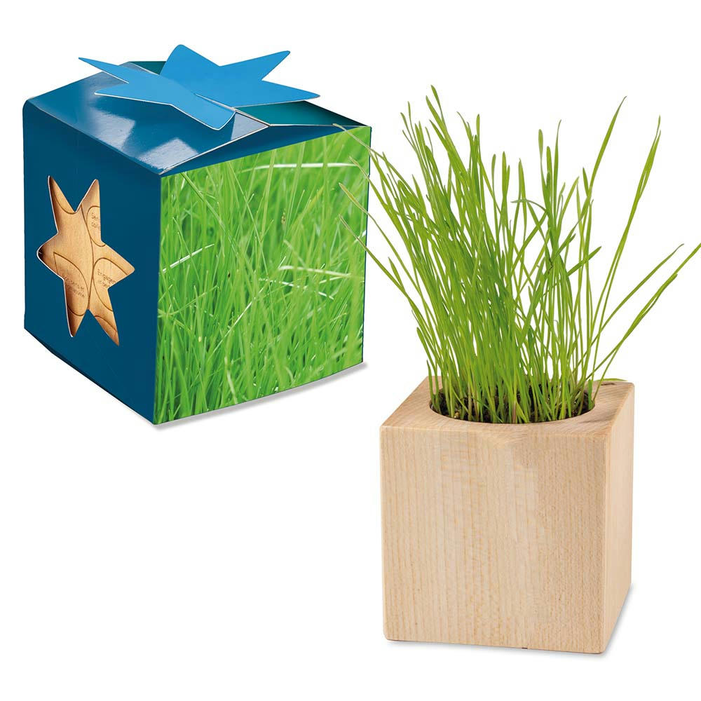 Pflanz-Holz Maxi Star-Box mit Samen - Gras, 2 Seiten gelasert