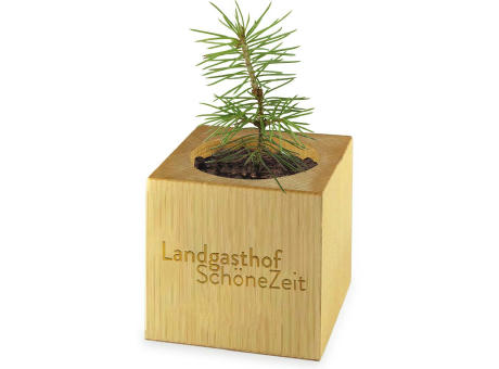 Pflanz-Holz Maxi Star-Box mit Samen - Gras, 2 Seiten gelasert