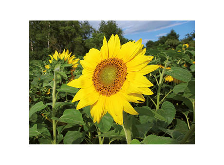 Pflanz-Holz Grande mit Samen - Sonnenblume, 2 Seiten gelasert