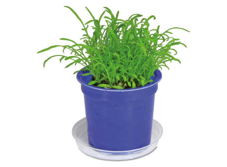 Florero-Töpfchen mit Samen - blau - Gras