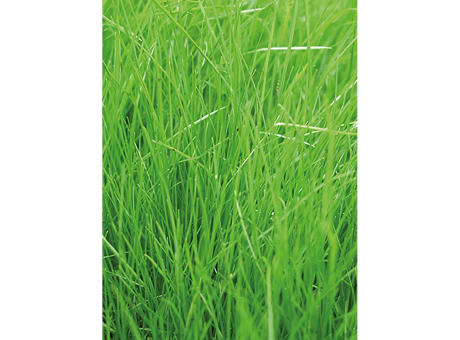 Florero-Töpfchen mit Samen - schwarz - Gras