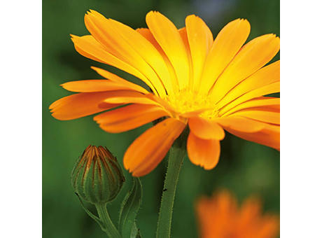 Wellkarton-Pflanzwürfel mit Samen - Ringelblume